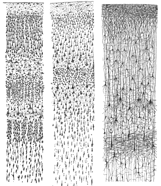 Cajal-Zeichnungen der menschlichen Großhirnrinde