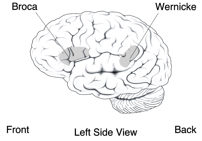Diagramm des Broca-Areals